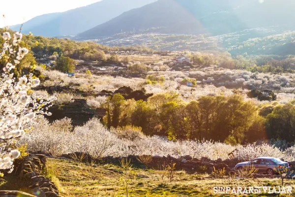 Cerezos en flor -Valle del Jerte(Extremadura)